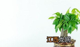 什么盆栽适合养在寝室 什么盆栽适合养在寝室里