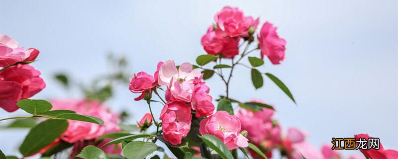 冬月开花的有哪些花 月季冬天开花吗?