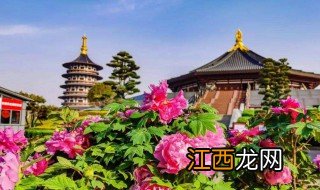 几月份去洛阳旅游好 几月份去洛阳旅游最好