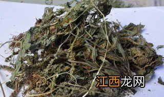 车前子叶的功效与作用及禁忌 详解车前子叶有哪些功效禁忌