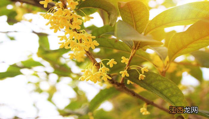 桂花的来历简单介绍 有关桂花树的知识介绍