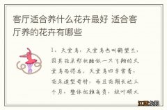 客厅适合养什么花卉最好 适合客厅养的花卉有哪些