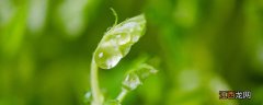 种植豌豆尖的最佳时间 四川豌豆尖的种植方法和时间