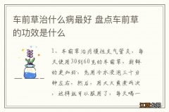 车前草治什么病最好 盘点车前草的功效是什么