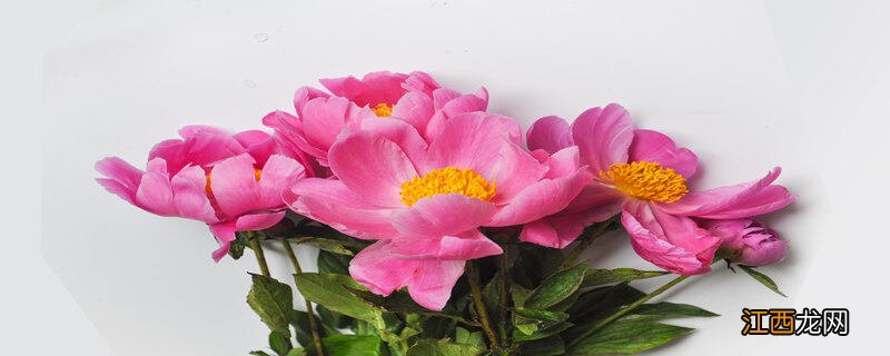 芍药花的寓意和象征 芍药为什么叫鬼花