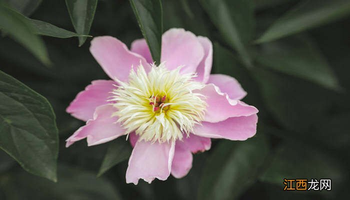 芍药花的寓意和象征 芍药为什么叫鬼花