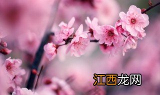 梅花几月份栽种 梅花几月份种植