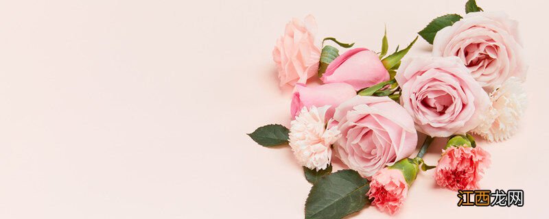 粉玫瑰的寓意是什么 粉玫瑰的寓意