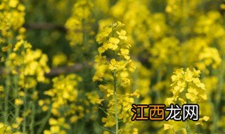 婺源油菜花几月份开花 油菜花几月份开花