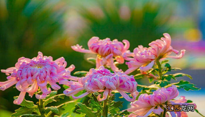 菊花品种大全及图片 菊花品种