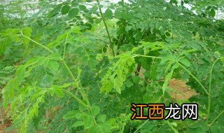 辣木树种植在几月份，辣木树几月份开花