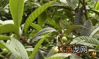 新鲜枇杷叶有毒吗 新鲜枇杷叶有没有毒