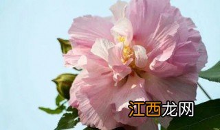 芙蓉花几月份开花水培发财树冬天能换盆栽吗 芙蓉花几月份开花