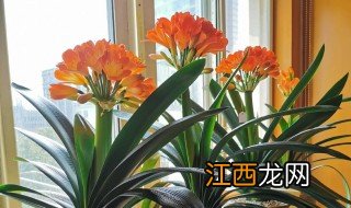 君子兰几月份开花正常吗 君子兰几月份开花