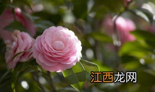 山茶花几月份开花，山茶花几月份开花的