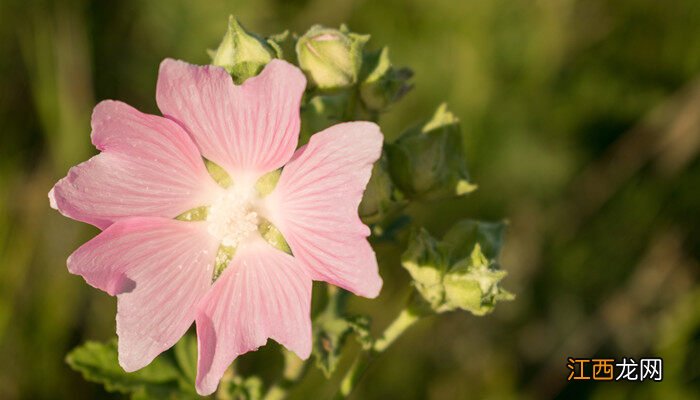 木芙蓉的特点描述 木芙蓉的特点