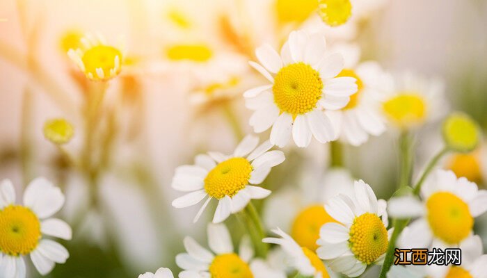 三九残花指的是什么花啊 三九残花指的是什么花