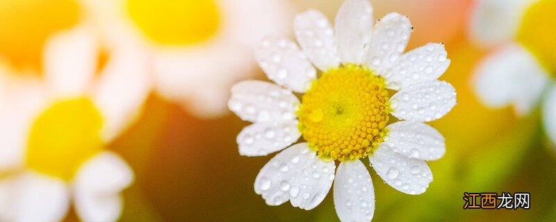 三九残花指的是什么花啊 三九残花指的是什么花