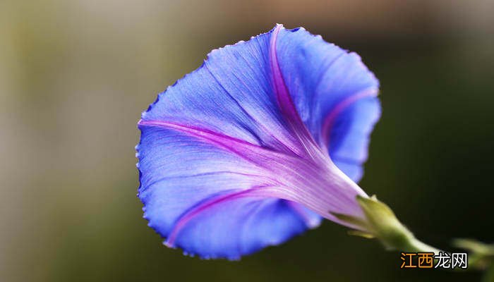 牵牛花有什么变化过程 牵牛花有什么变化