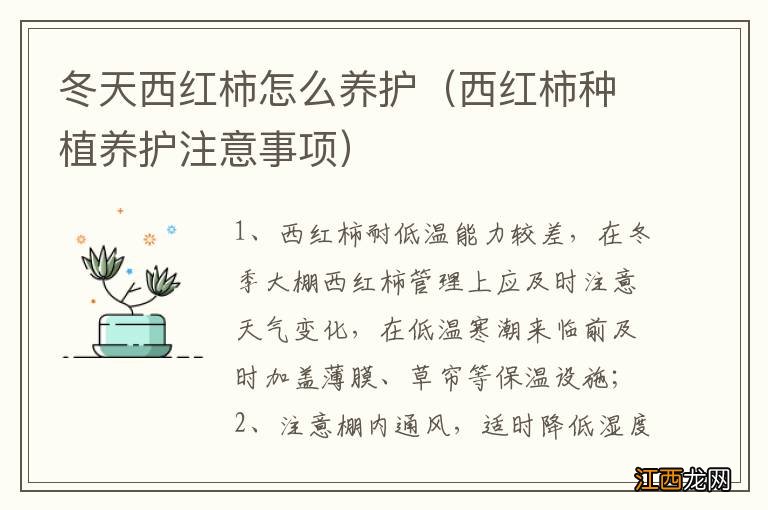 西红柿种植养护注意事项 冬天西红柿怎么养护