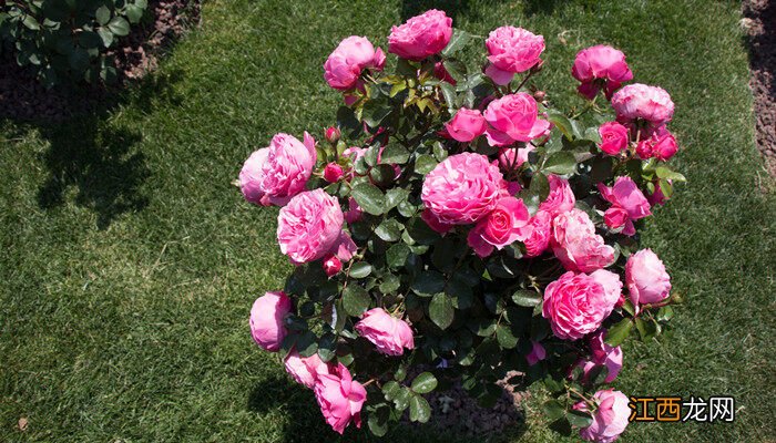 五色赤丹茶花的优缺点 五色赤丹茶花一年开几次花