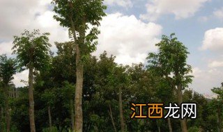 沉香树在什么季节种植合适 沉香树苗几月份种植