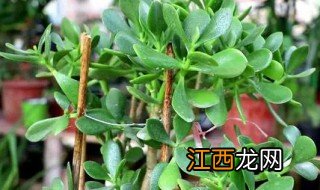 玉树什么时候移栽最合适 玉树苗什么季节种植合适