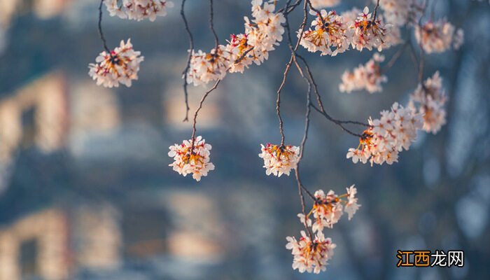 樱花11月份会开花吗? 樱花11月份会开花吗