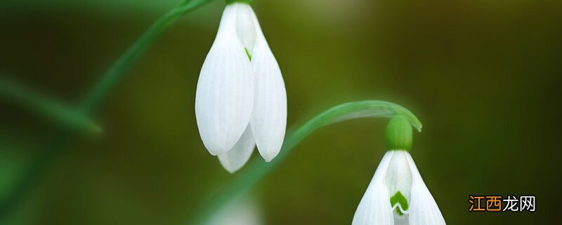 雪片莲怎么种植和养护 雪片莲的种植方法和时间