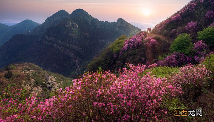 西洋杜鹃耐寒多少度最好 西洋杜鹃耐寒多少度