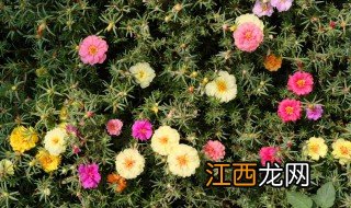 太阳花几天浇水 太阳花冬天多久浇水