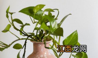 种植绿萝什么季节最合适，什么季节种植绿萝比较好