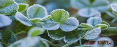 阴生植物是水生植物吗为什么 阴生植物是水生植物吗