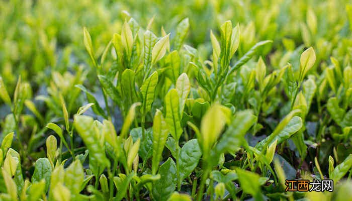 阴生植物是水生植物吗为什么 阴生植物是水生植物吗