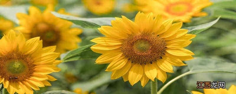 向日葵怎么做成干花保存 向日葵怎么做成干花