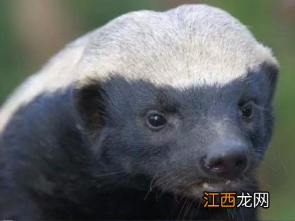 世界上最无所畏惧的动物是什么？