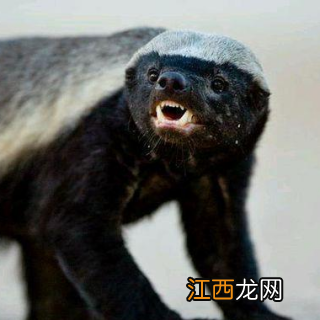 世界上最无所畏惧的动物是什么？