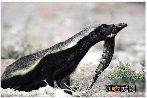 世界上最无所畏惧的动物是什么？