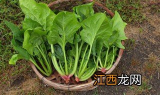 白露前后种菠菜可以吗 白露过后可以种什么菜