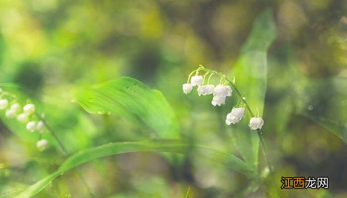 铃兰花有毒吗 适合室内养吗 铃兰花有毒吗