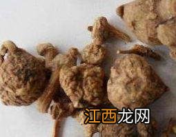 珠儿参的功效与作用