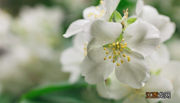 茉莉花可以放在客厅养吗 风水 茉莉花可以放在客厅养吗