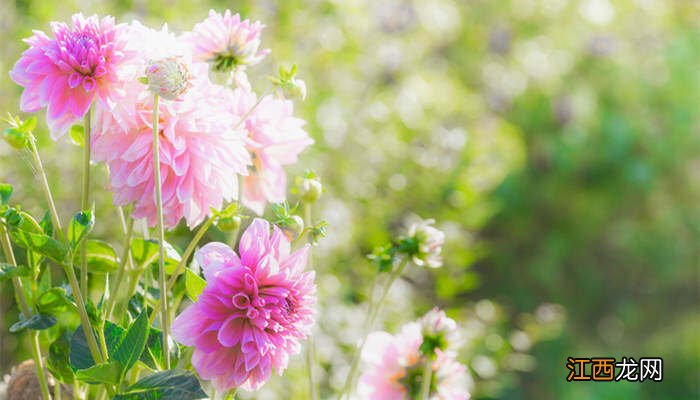 冬季里最耐寒的15种花卉 大丽花耐寒多少度