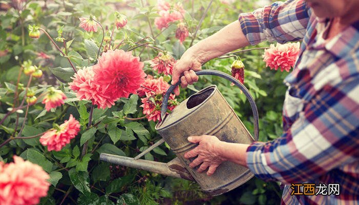 冬季里最耐寒的15种花卉 大丽花耐寒多少度