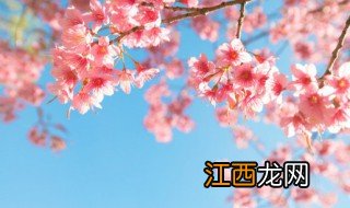 日本樱花几月份开花的 日本樱花几月份开花