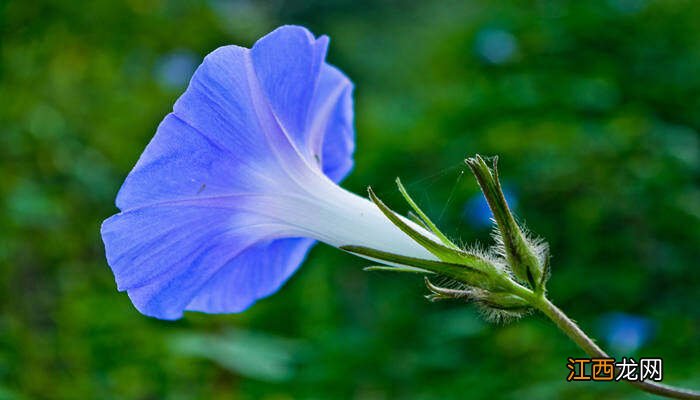 牵牛花一天的变化过程视频 牵牛花一天的变化过程