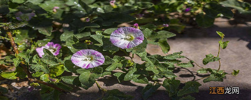 牵牛花一天的变化过程视频 牵牛花一天的变化过程