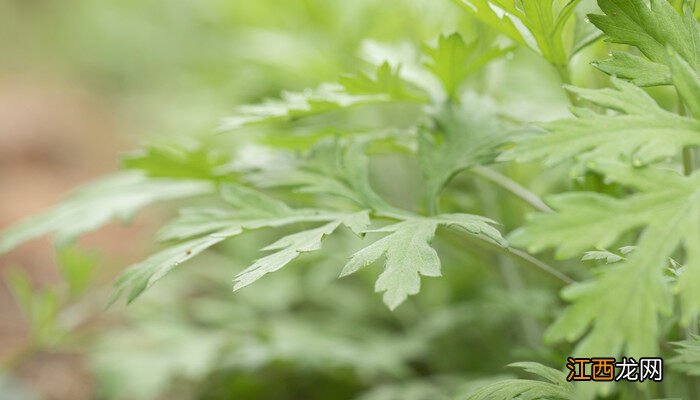 茵陈是什么植物图片 茵陈是什么植物