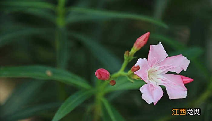 夹竹桃属于什么植物 夹竹桃是水果还是植物