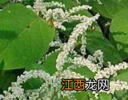 虎杖的功效与作用及药用价值